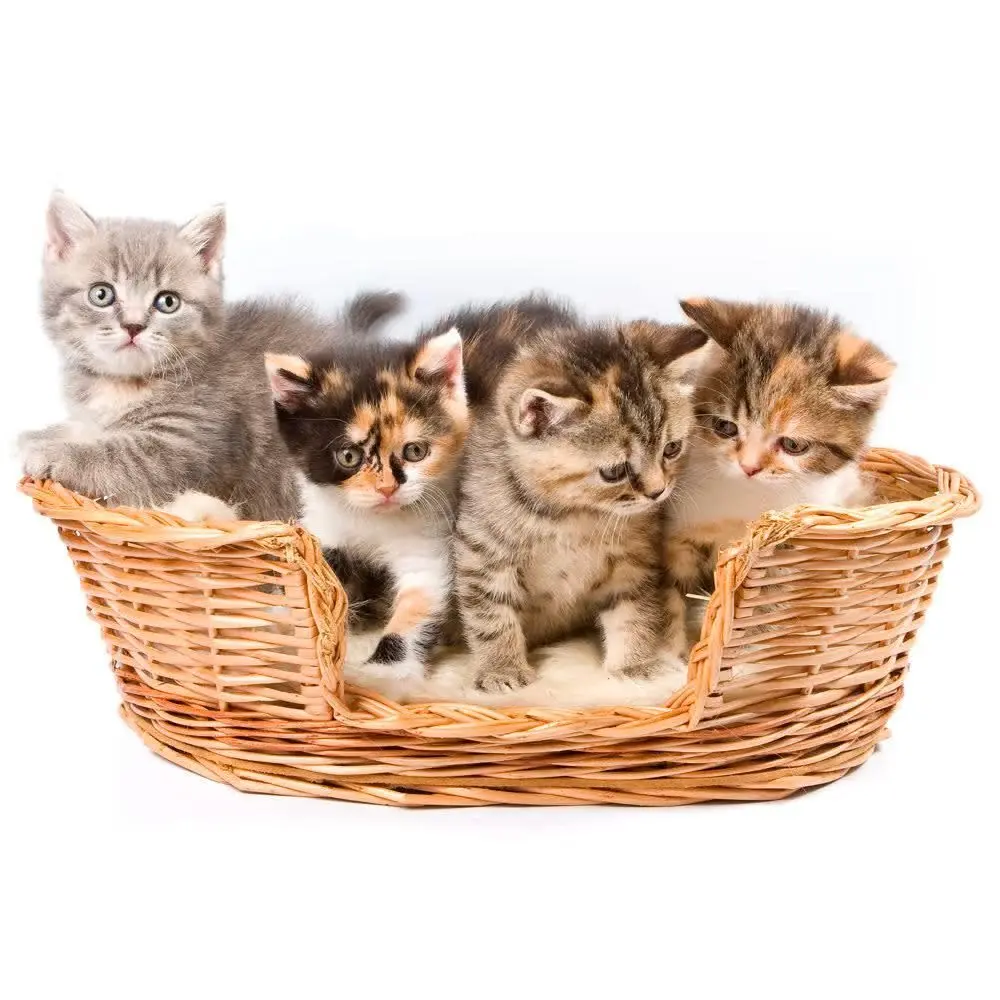 Chat.
