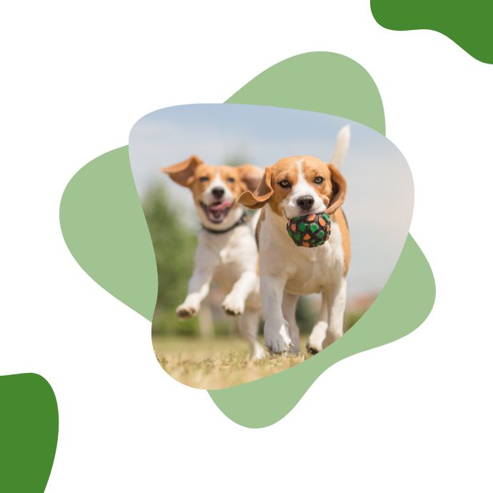 Saúde Animal