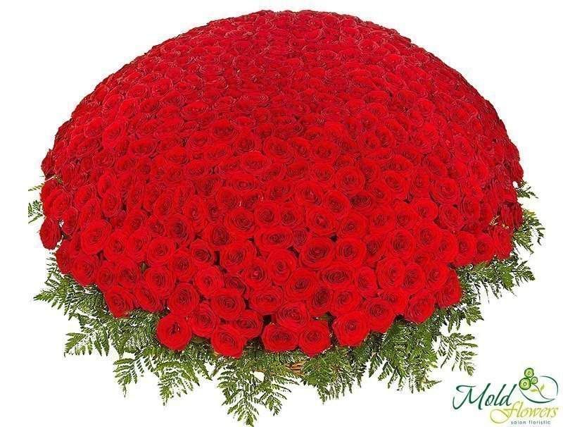 1001 Trandafiri roșii olandezi 40 cm (la comanda, 3 zile)