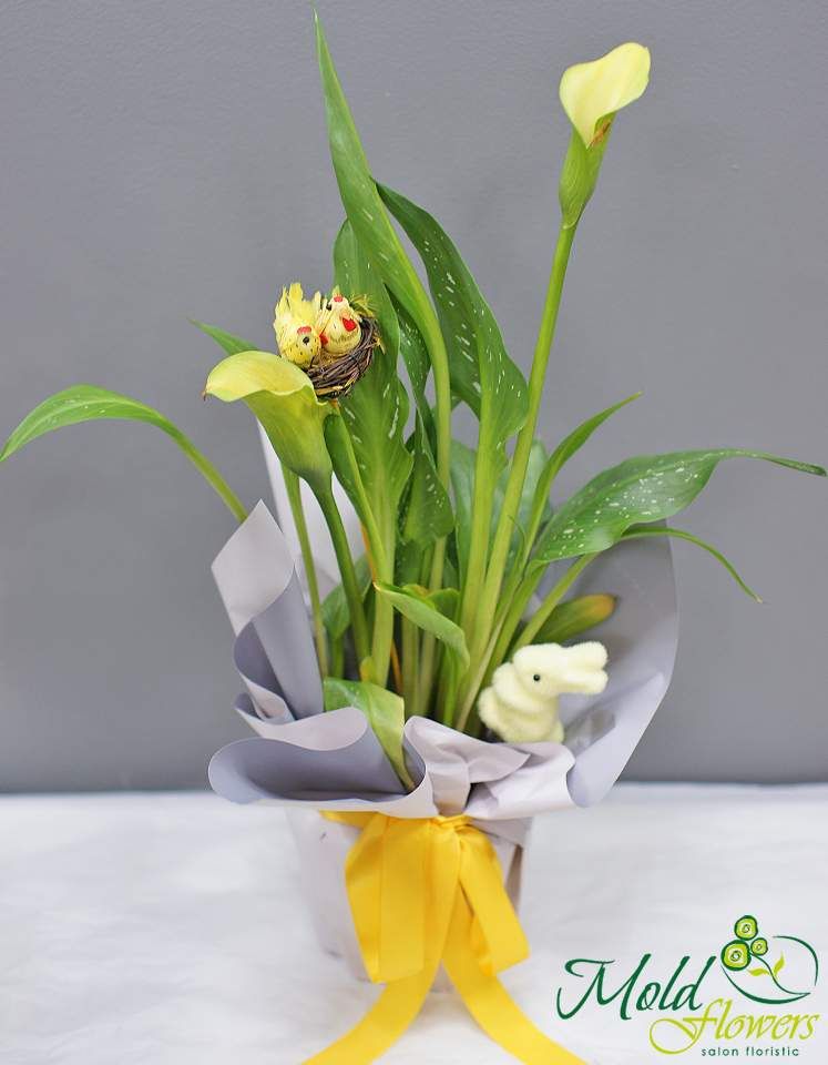 Calla galbenă „Gingășia Paștelui”