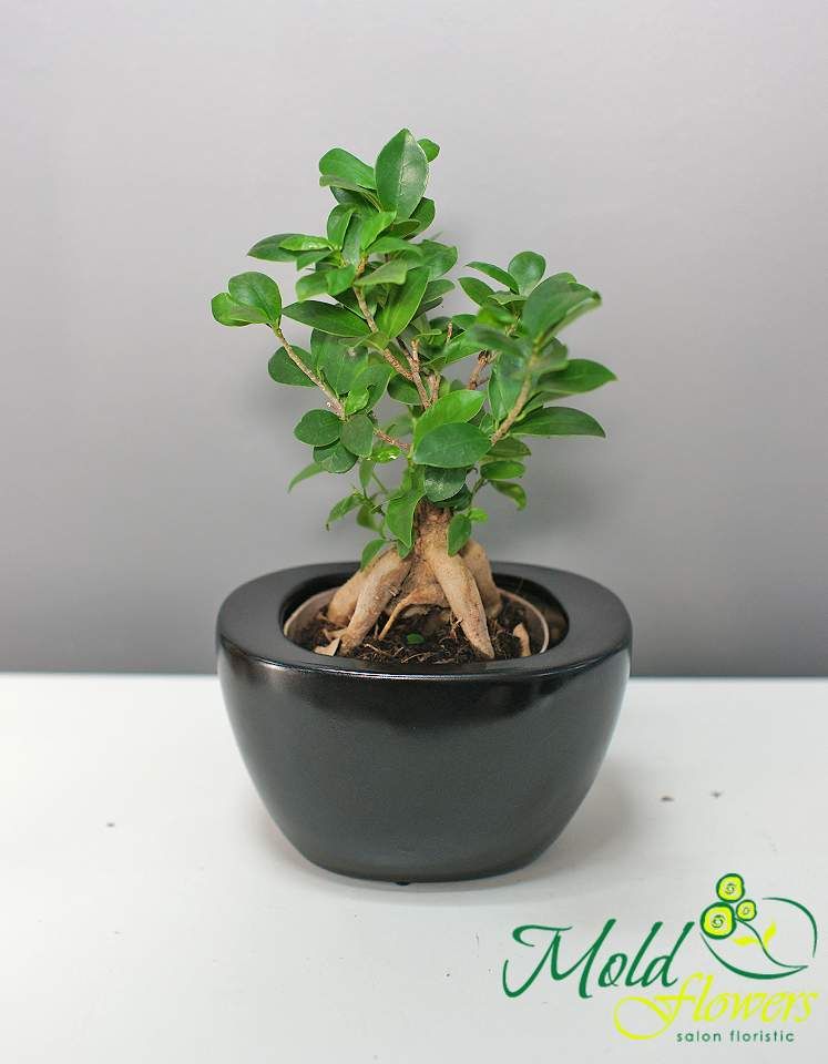 Ficus bonsai