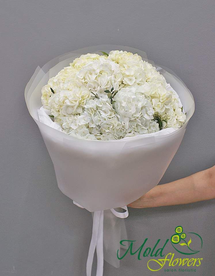 Buchet din 9 hortensii albe (la comanda, 10 zile)