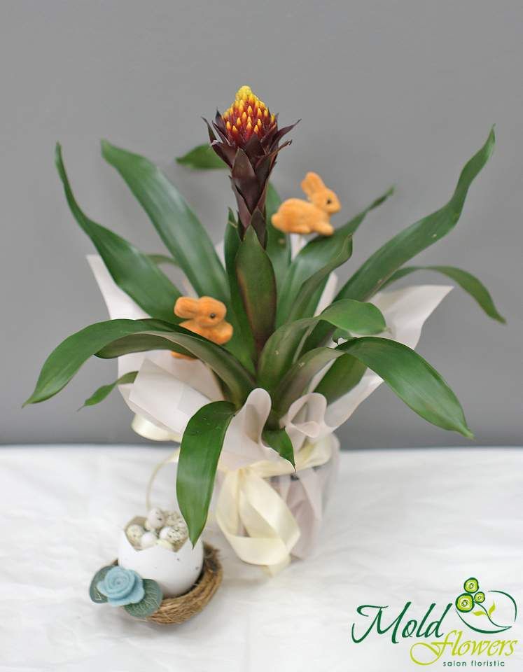 Guzmania roșu-galbenă de Paște