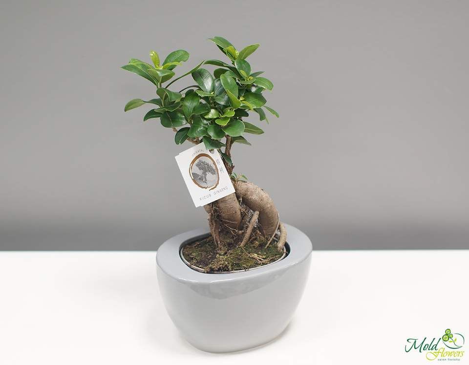 Ficus bonsai in ghiveci sur