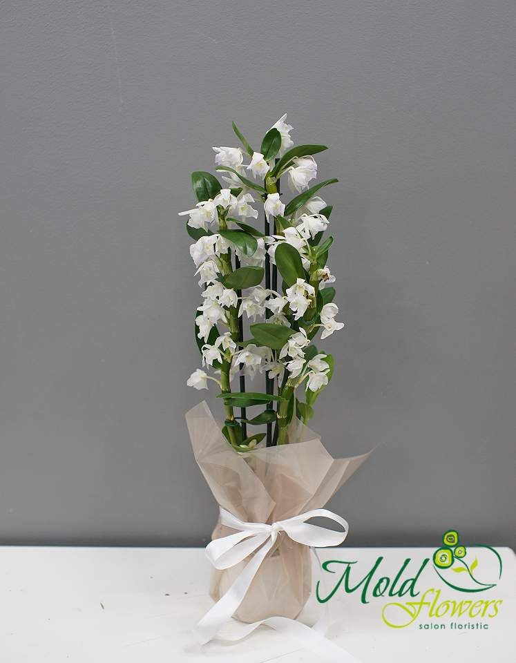 Orhidee Dendrobium cu 3 ramuri