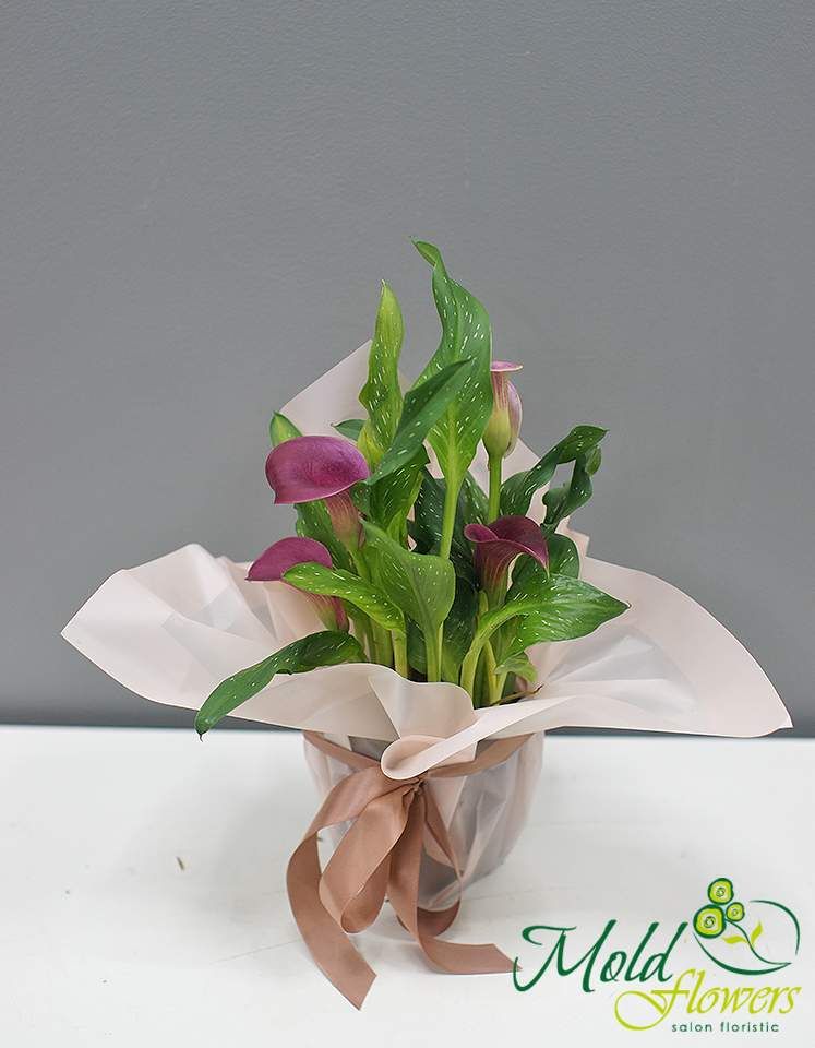 Calla violetă în ghiveci