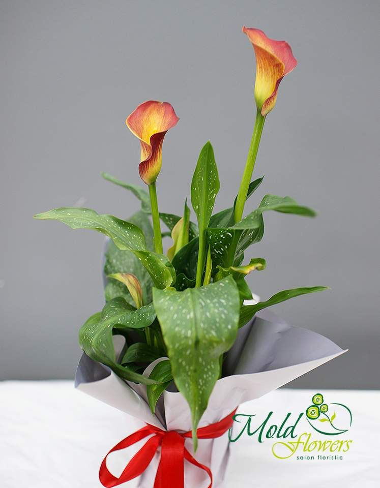 Calla Olandeza "Mango" in ghiveci