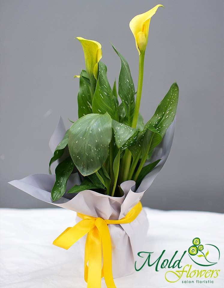 Calla galbenă