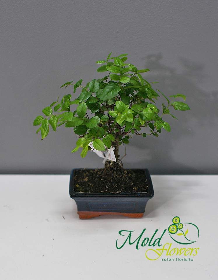Bonsai